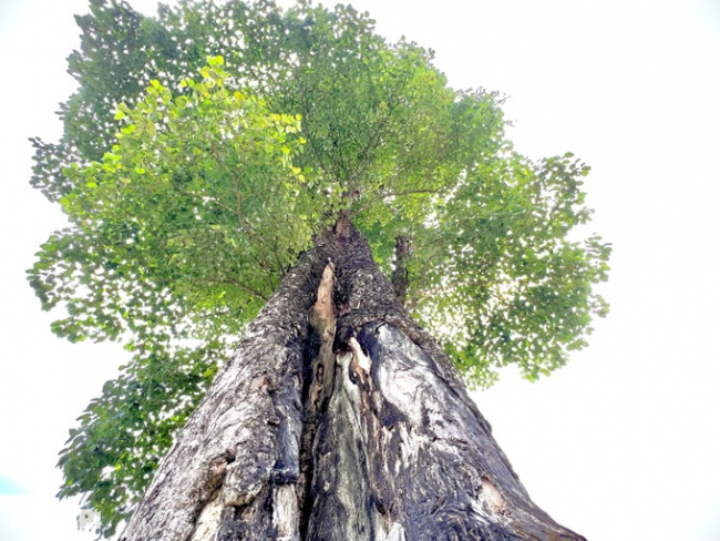 can ty commune, ha giang, quan ba ​​district, unique “lonely tree” 250 years old, 5 people can’t hug in ha giang