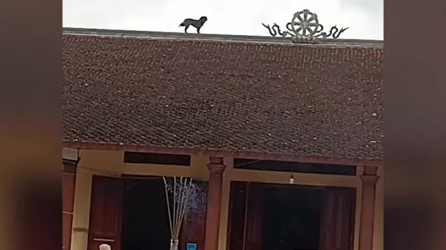 Cún cưng hóa kỳ lân sừng sững trên nóc nhà