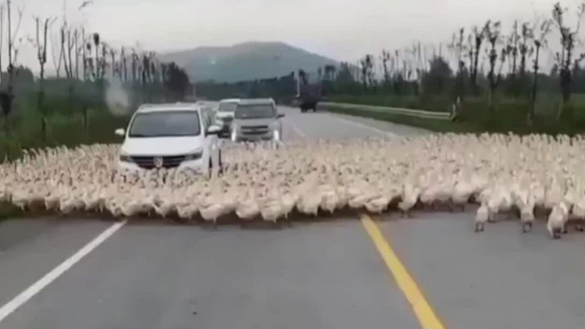 Hàng trăm con vịt bao vây xe hơi