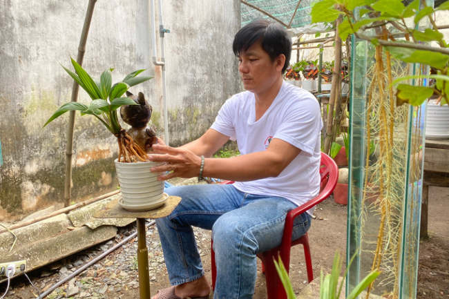binh chanh district, bonsai, cat-shaped coconut bosai, coconut, coconut bonsai, earn millions per pot of cat-shaped coconut bonsai on the tet holiday