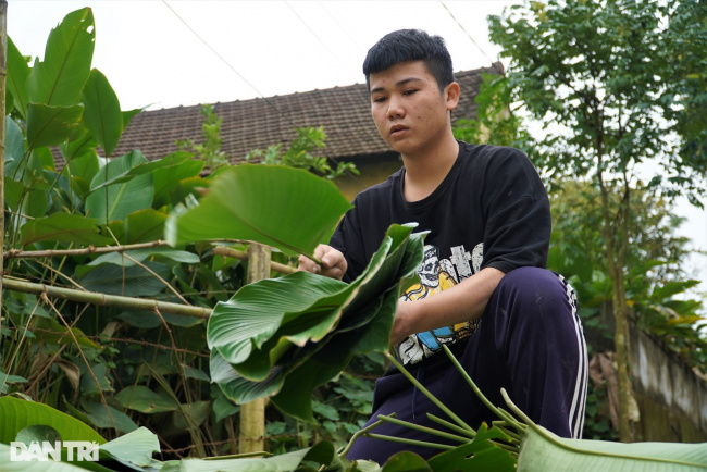 dong leaves, duc tho district, money, quang vinh commune, tet holiday, this new year&039;s new year&039;s eve, vinh phuc village, make money with the leaves that make up the soul of vietnamese tet