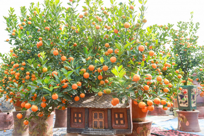 bonsai, bonsai kumquat, kumquat, lunar new year, strange shape kumquat, tay ho district, tet holiday, bonsai ‘hugging the old house’ is unique and strange, attracting customers