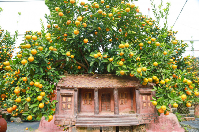 bonsai, bonsai kumquat, kumquat, lunar new year, strange shape kumquat, tay ho district, tet holiday, bonsai ‘hugging the old house’ is unique and strange, attracting customers