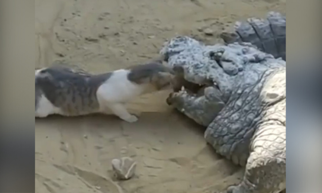 Mèo cướp thức ăn trong miệng cá sấu