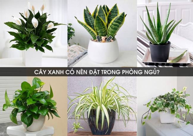 lưu ý khi đặt, trồng cây xanh trong phòng ngủ