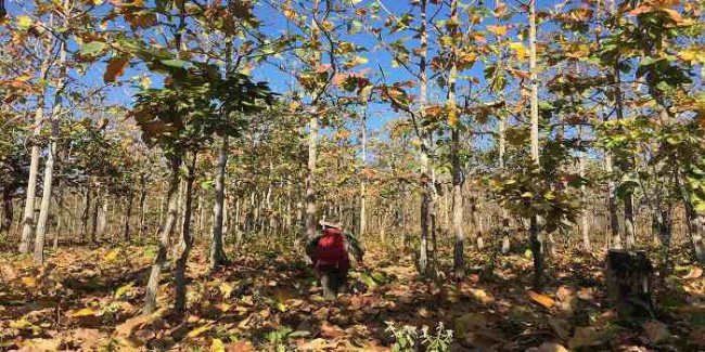 trekking rừng khộp bản đôn – một trải nghiệm đáng nhớ