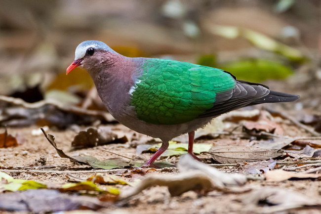 vietnam birds – 10 best places for birding in vietnam