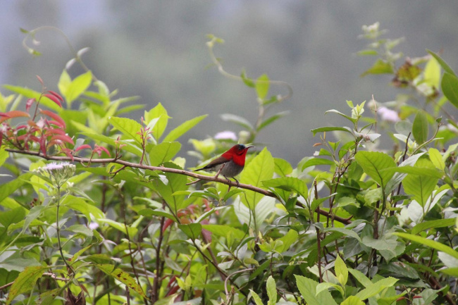 vietnam birds – 10 best places for birding in vietnam