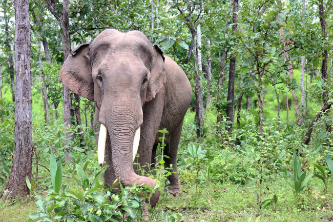 elephants in vietnam – 3 places where they live in the wild