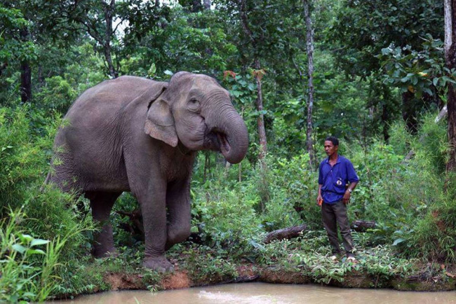 elephants in vietnam – 3 places where they live in the wild