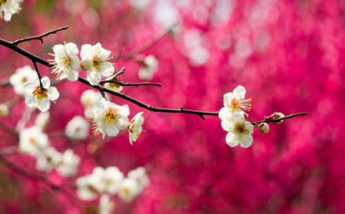 top 10 bài văn tả cảnh mùa xuân ngắn gọn nhất (lớp 2)