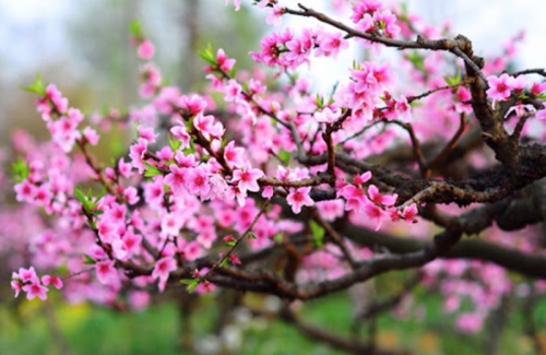 top 10 bài văn tả cảnh mùa xuân ngắn gọn nhất (lớp 2)
