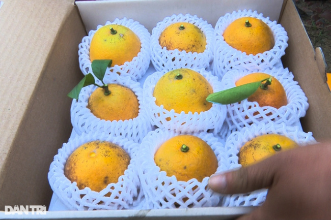 boxed, enhance the value, go ahead king, xa doai orange, the special fruit of the king can be “dressed” as a tet gift, serving gourmets