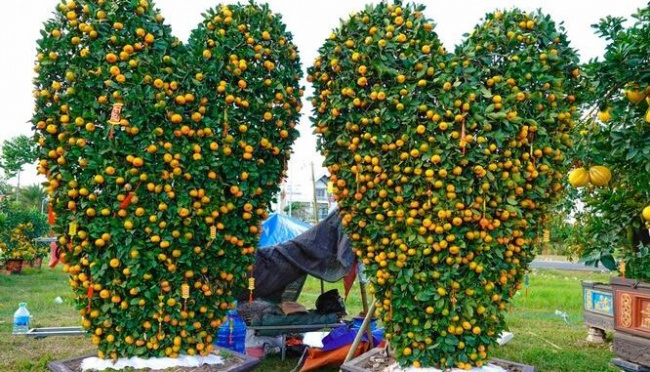 acting pomelos, can tho, kumquat scene, performing pomelos and “terrible” kumquats appeared on tay do street for hundreds of millions of dong