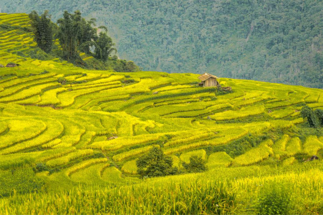 5 best places to see the sapa terraced rice fields