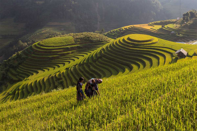 Y Ty – Stunning rice fields above the cloud