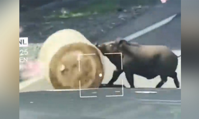 Lợn rừng đẩy khúc gỗ dọn đường cho dòng xe