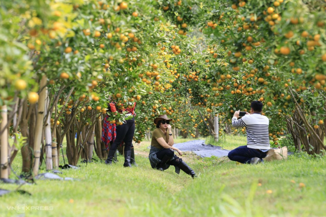 lam dong tourism, pink tangerine, visit dalat, fruit-laden tangerine garden on the outskirts of da lat