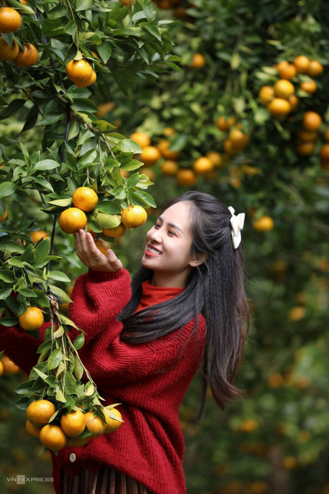 lam dong tourism, pink tangerine, visit dalat, fruit-laden tangerine garden on the outskirts of da lat