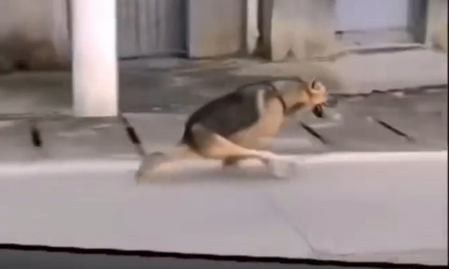 Chú chó chạy bằng hai chân trước siêu nhanh