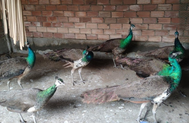 get rich, peacocks, raise peacocks, tien giang man earns nearly half a billion/year profit by raising noble birds