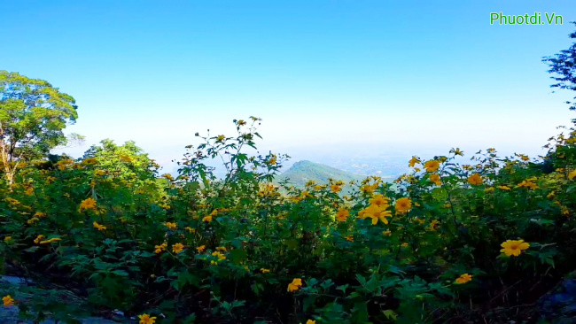 Ngắm rừng hoa dã quỳ trên núi Vườn quốc gia Ba Vì