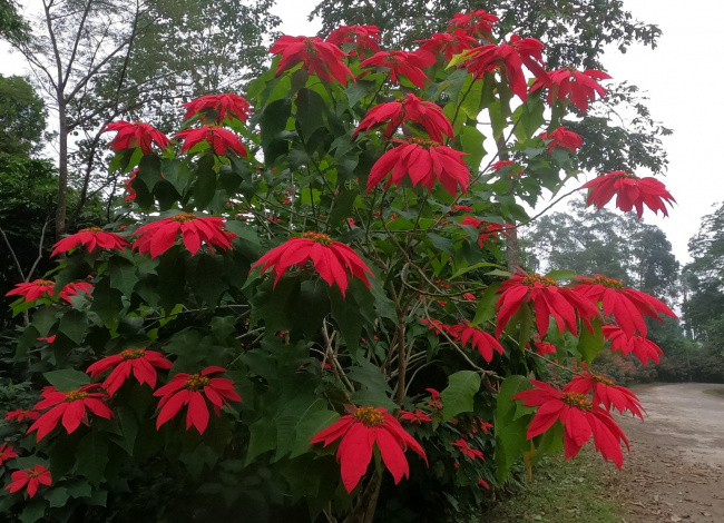 ngắm rừng hoa trạng nguyên rực đỏ ở vườn quốc gia xuân sơn