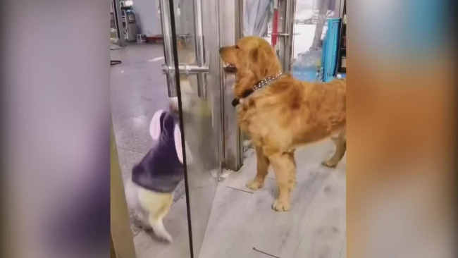 Hai chú chó đấu võ mồm qua cửa kính