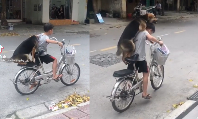 Cún cưng ngồi xe đạp dạo phố cùng cậu chủ