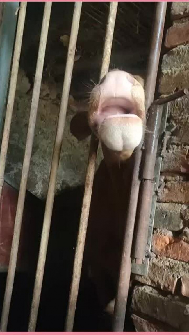 Bò dùng lưỡi mở chốt cửa chuồng