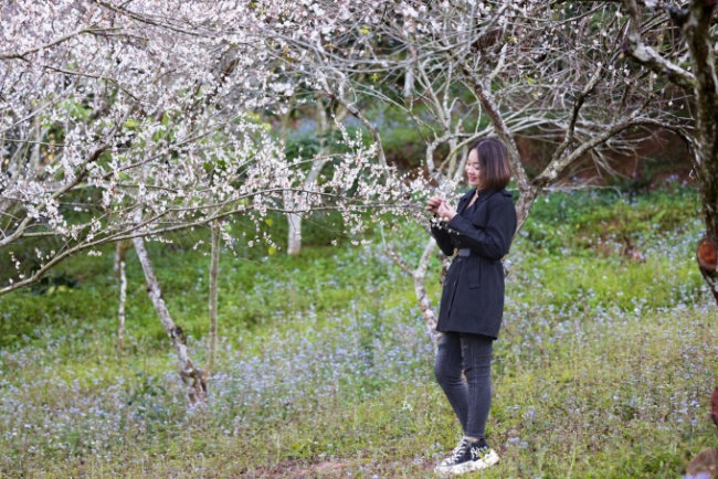 moc chau tourism, plum blossom, son la, ‘hunting’ apricot flowers in moc chau on the days leading up to tet