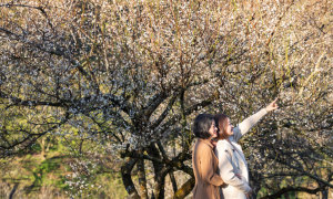 moc chau tourism, plum blossom, son la, ‘hunting’ apricot flowers in moc chau on the days leading up to tet