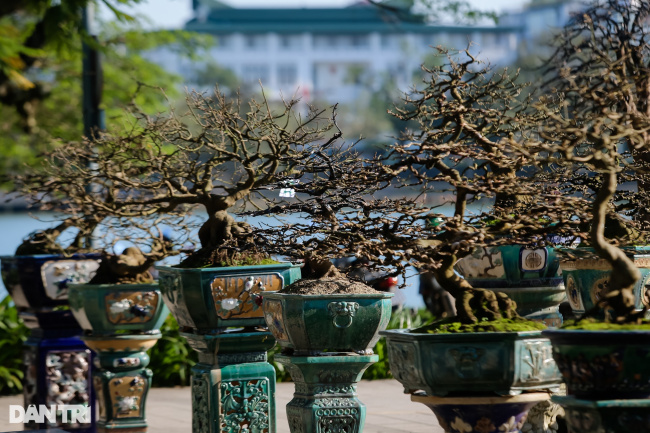 hoang mai, ochna tree, the ancient capital of hue, admire the unique ancient apricot trees at the hoang mai festival in hue
