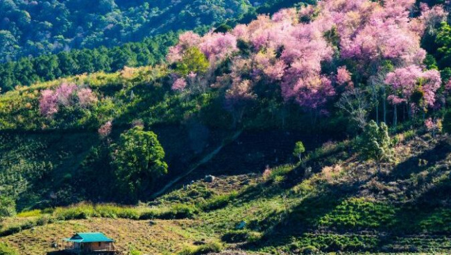 apricot root, dalat cherry blossom apricot, flower viewing, lac duong, mong dao nguyen, pink phoenix, tet cherry blossom apricot, tet holiday, tet peach blossom, da lat cherry blossoms bloom splendidly on the days leading up to the new year