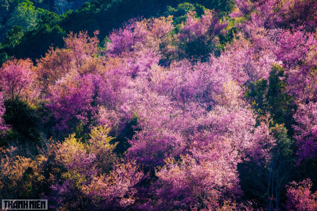 apricot root, dalat cherry blossom apricot, flower viewing, lac duong, mong dao nguyen, pink phoenix, tet cherry blossom apricot, tet holiday, tet peach blossom, da lat cherry blossoms bloom splendidly on the days leading up to the new year