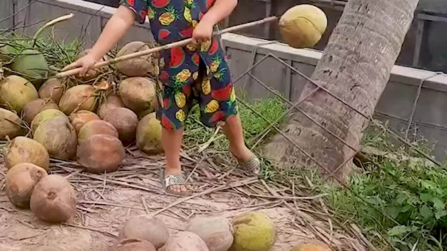Bé trai thu hoạch dừa điêu luyện