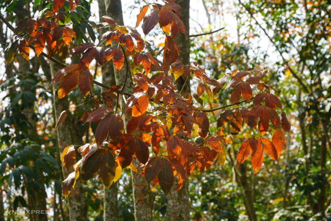eastern rubber, red leaf, rubber, rubber in the season of changing leaves, eastern rubber forest in the season of changing leaves