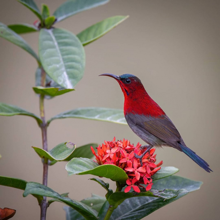 tour ninh bình, vườn chim thung nham, vườn chim thung nham – vương quốc của các loài chim ở ninh bình