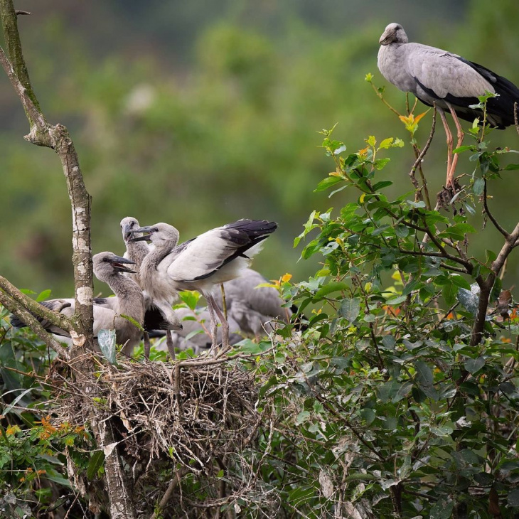 tour ninh bình, vườn chim thung nham, vườn chim thung nham – vương quốc của các loài chim ở ninh bình