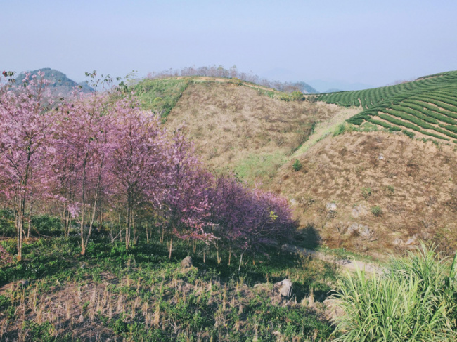 apricot blossom, apricot cherry, lunar new year, moc chau plum blossom, www.vinlove.net, without an appointment to meet, the three seasons of moc chau spring flowers bloom together on the occasion of tet
