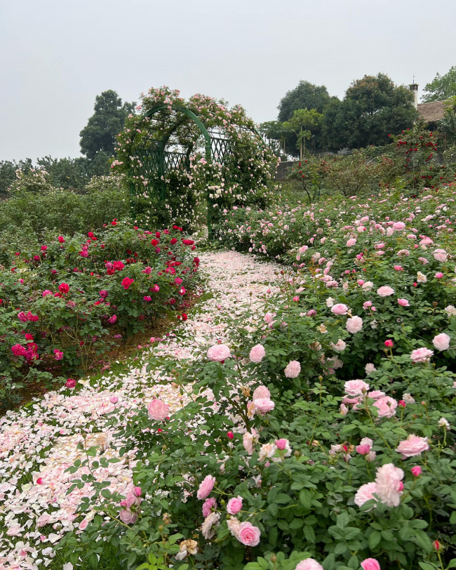 hanoi women, me linh flower village, on the 3rd day of tet, on the 3rd day of tet, visit a woman’s 6,000 square meters rose garden in hanoi