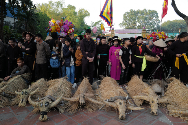 buffalo, dai dong commune, festival, lunar new year, straw, vinh phuc, vinh tuong district, vinlove.net, the performance of ‘straw buffalo, straw cow’ in early spring
