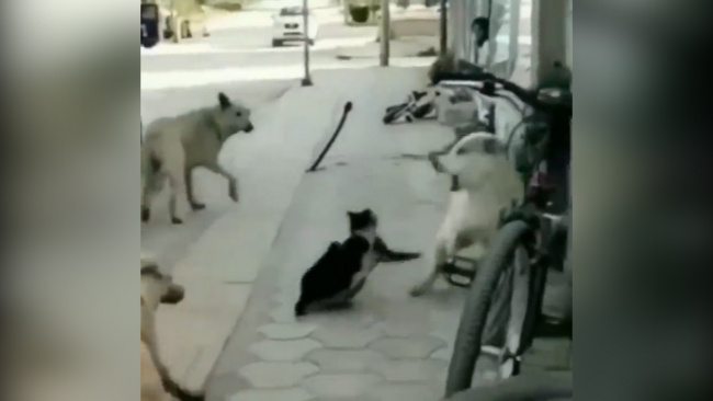 Mèo 'tả xung hữu đột' đánh bại đàn chó