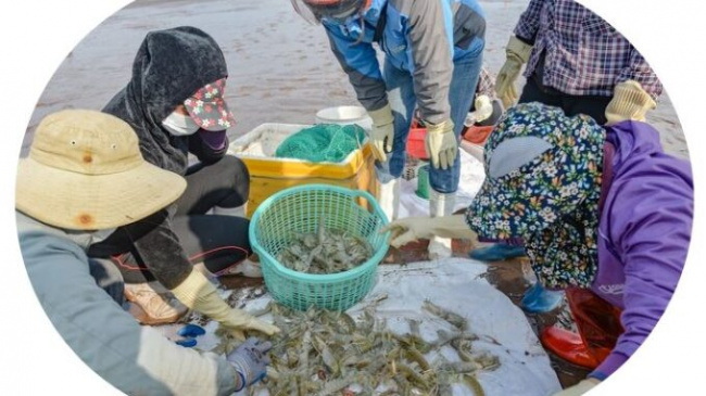 shrimp, swimming in the sea, water delivery, hunting mantis shrimp at the beginning of the year, fishermen make millions every day