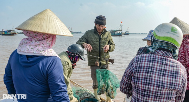 shrimp, swimming in the sea, water delivery, hunting mantis shrimp at the beginning of the year, fishermen make millions every day