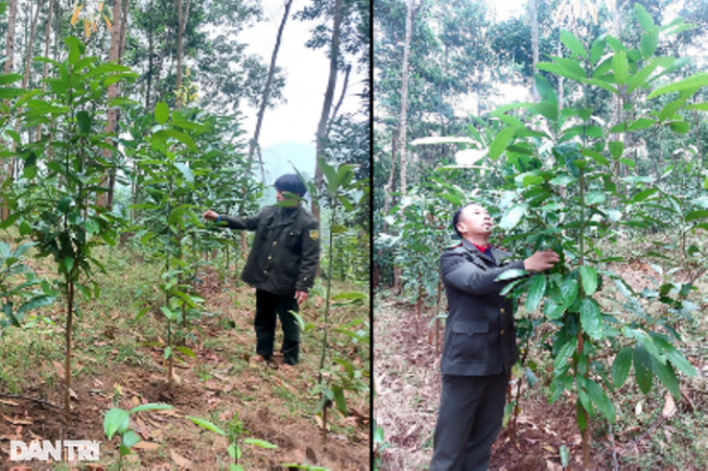 and nghia dan, que phong, quy chau, quy hop, revive the “symbolic” tree species of phu quy land in the 90s