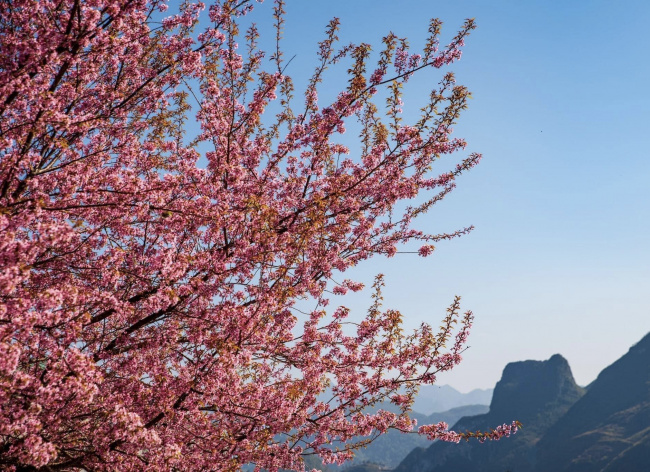 cherry apricots, ethnic people, lunar new year, steep cliffs, fall in love with cherry apricots in ha giang on the first days of the year