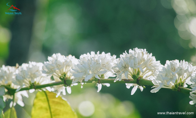 mùa hoa cà phê tây nguyên| mùa hoa trắng trên tây nguyên đại ngàn