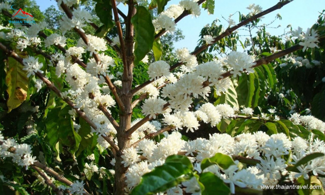 mùa hoa cà phê tây nguyên| mùa hoa trắng trên tây nguyên đại ngàn