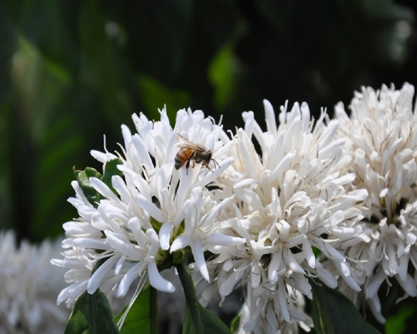 tháng 3 tây nguyên - mùa con ong đi lấy mật